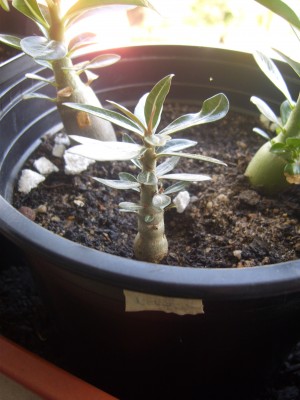 Star of Network 30.08..JPG