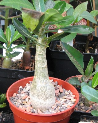 Wüsti vom Vorjahr.jpg