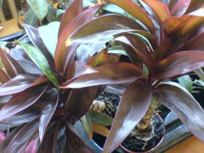 Cordyline_mini.JPG