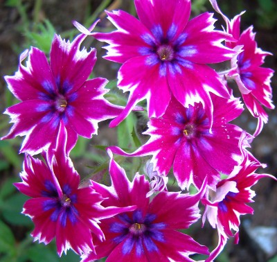 05.08.2008 phlox.jpg