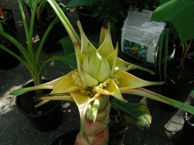Bananenblüte.jpg