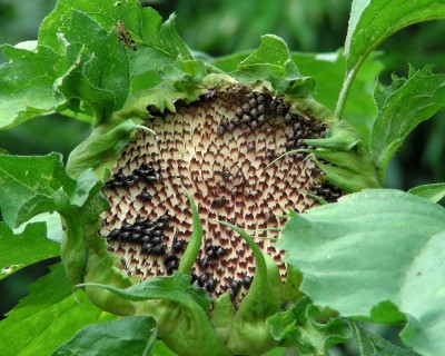 warum nicht Ungeziefer w.jpg