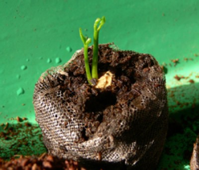 Grapefruit-Zwilling, 31_8.jpg