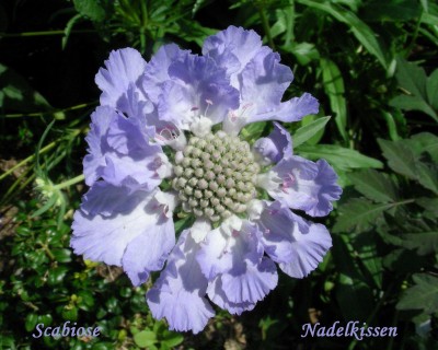 Scabiose w.jpg