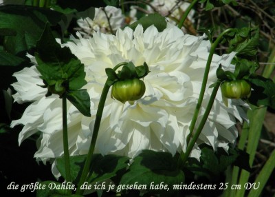 größte Dahlie w.jpg