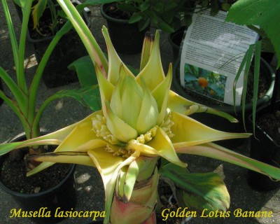 Golden Lotus Banane w.jpg