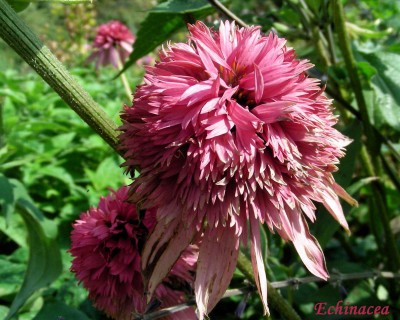 ganz dicke Echinacea w.jpg
