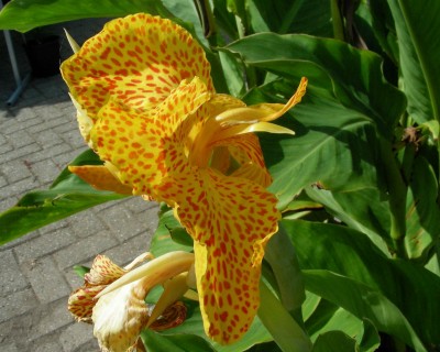 eine Canna w.jpg