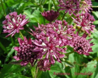 Astrantien w.jpg