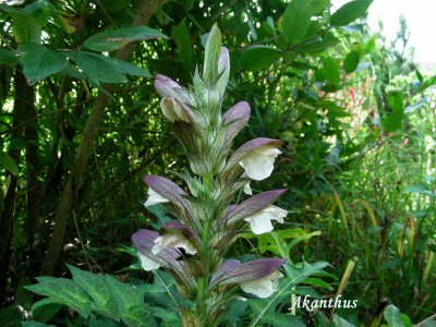 Akanthus w.jpg