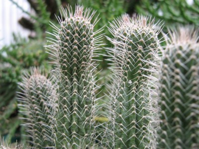 IMG_4455 Tavaresia barkleyi.JPG