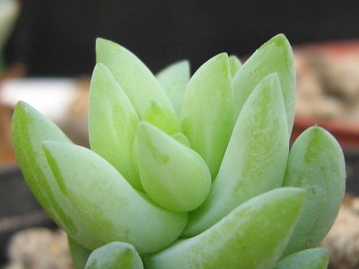 IMG_4303 Sedum morganianum.JPG