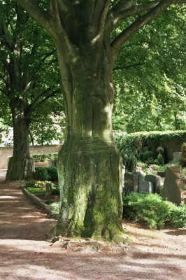 Veredlungsstellen 4.jpg