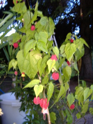 DSCF2273.JPG