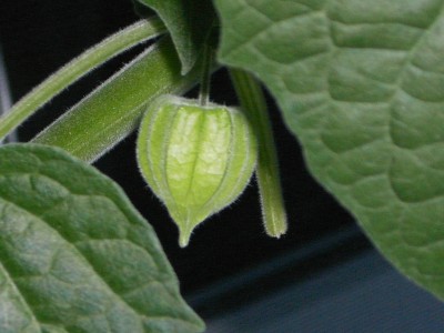 Physalis Lampion.JPG