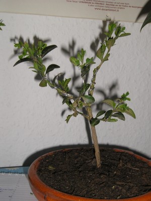 Bonsai Buchs - 2.JPG