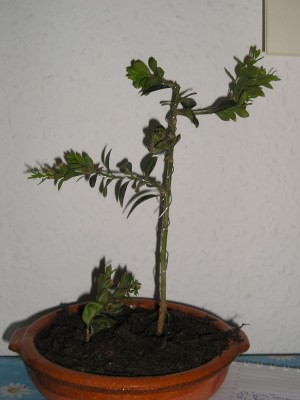Bonsai Buchs- 1.JPG