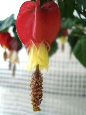 Abut. Big Bell (2).jpg