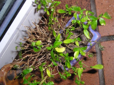 Bonsai2-2.JPG