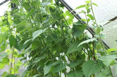 physalis.jpg