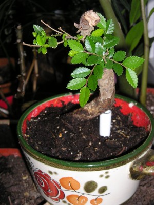 Bonsai1-2.JPG