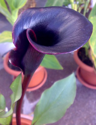 calla-black-star.jpg