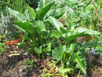 Winterharte Calla.jpg