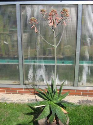 IMG_5410 Aloe.JPG