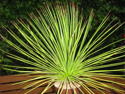 IMG_1954 Agave stricta.JPG