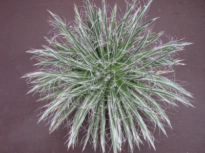 IMG_1952 Agave fasciata.JPG