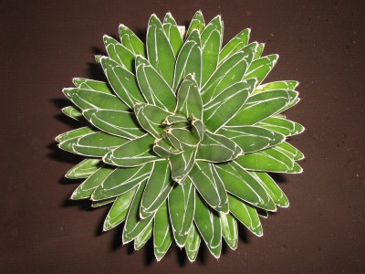IMG_1948 Agave victoria reginae.JPG