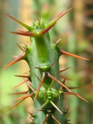 IMG_6534 Euphorbia aeruginosa.JPG