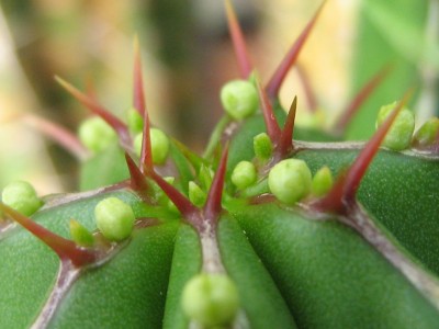 IMG_6532 Euphorbia handiensis.JPG