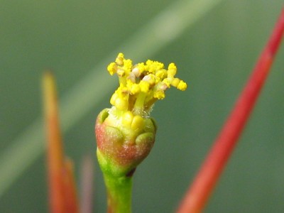 IMG_6527 Euphorbia pentagona.JPG