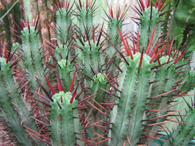 IMG_7070 Euphorbia pentagona.JPG