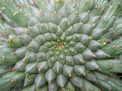 IMG_4479 Euphorbia flanaganii.JPG