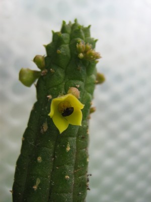 IMG_7628 Echidnopsis cereiformis.JPG