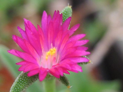 IMG_7066 Trichodiadema rogersiae.JPG