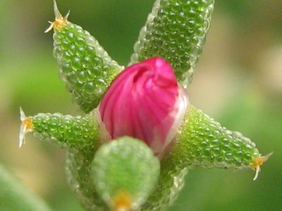 IMG_7062 Trichodiadema rogersiae.JPG