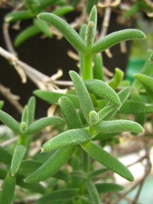 IMG_7068 Trichodiadema rogersiae.JPG