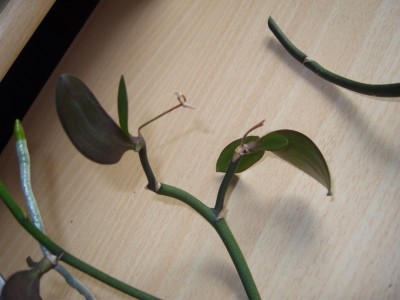 Orchikindel ohne Wurzeln.JPG