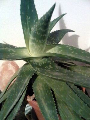Foto0795.jpg1.jpg