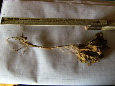 BILD0420.JPG