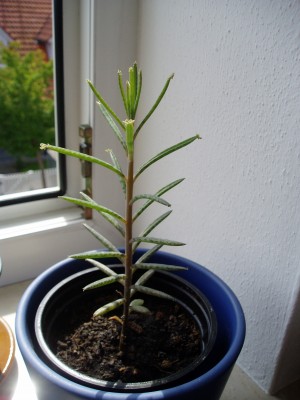 Kalanchoe tubiflora.JPG