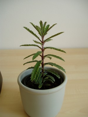 Kalanchoe serrata.JPG
