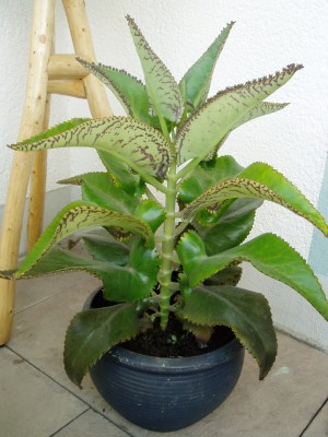 Kalanchoe rosei.JPG