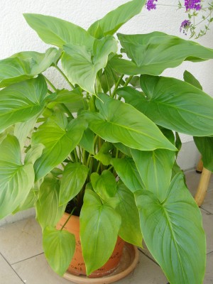Calla new.JPG