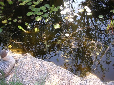 DSCN0718.JPG