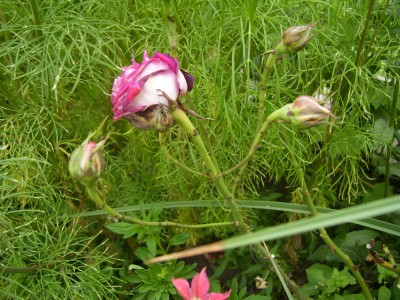 kranke Rose (4).JPG