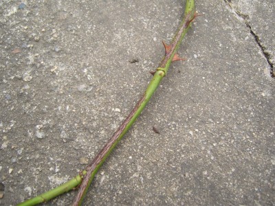 kranke Rose (2).JPG
